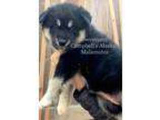 Alaskan Malamute Puppy for sale in Minneapolis, MN, USA