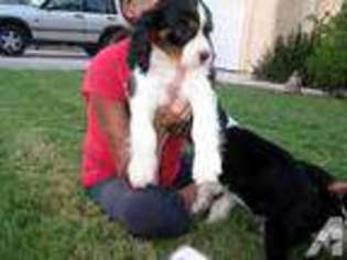 Cavalier King Charles Spaniel Puppy for sale in YUMA, AZ, USA
