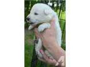 Mutt Puppy for sale in BURNETTSVILLE, IN, USA