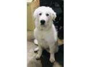 Great Pyrenees Puppy for sale in Santa Clara, CA, USA