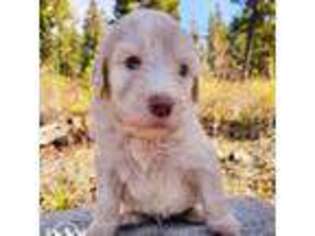 Labradoodle Puppy for sale in Spirit Lake, ID, USA