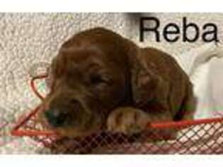 Irish Setter Puppy for sale in Alba, TX, USA