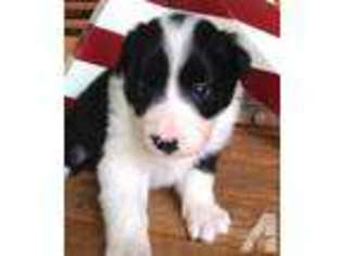 Border Collie Puppy for sale in SHOW LOW, AZ, USA