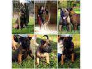 Belgian Malinois Puppy for sale in Richlands, NC, USA