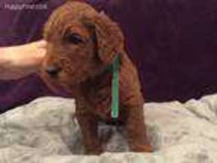 Goldendoodle Puppy for sale in Wakeman, OH, USA