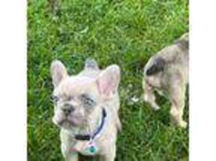 French Bulldog Puppy for sale in Republic, OH, USA