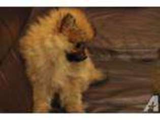 Pomeranian Puppy for sale in EAST BRUNSWICK, NJ, USA