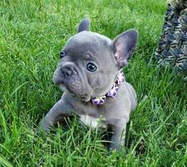 French Bulldog Puppy for sale in Lakewood, OH, USA