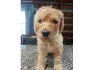 Goldendoodle Puppy for sale in Augusta, KY, USA