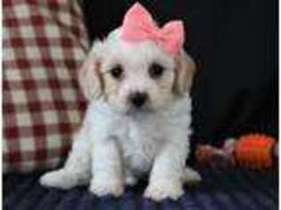 Cavachon Puppy for sale in Berlin, OH, USA