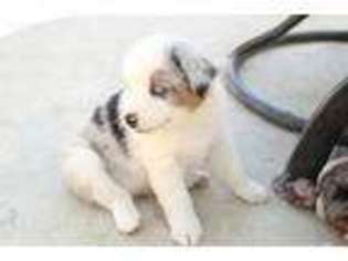 Miniature Australian Shepherd Puppy for sale in Valley Springs, CA, USA