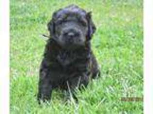 Black Russian Terrier Puppy for sale in Wiggins, MS, USA