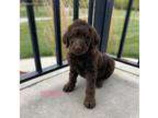 Labradoodle Puppy for sale in Lagrange, IN, USA