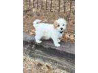 Cavapoo Puppy for sale in Meridian, MS, USA