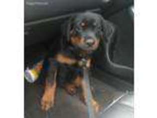 Rottweiler Puppy for sale in Uniondale, NY, USA