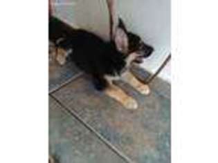 German Shepherd Dog Puppy for sale in Casselberry, FL, USA