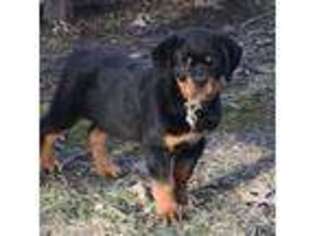 Medium Photo #1 Rottweiler Puppy For Sale in Elkland, MO, USA