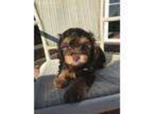 Mutt Puppy for sale in Stuarts Draft, VA, USA