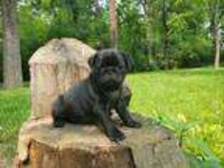 Pug Puppy for sale in Fredericksburg, PA, USA