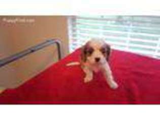 Cavalier King Charles Spaniel Puppy for sale in Branson, MO, USA