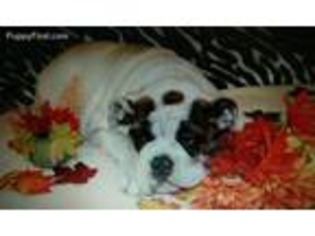 Bulldog Puppy for sale in Oak Lawn, IL, USA