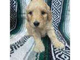 Goldendoodle Puppy for sale in Columbus, IN, USA
