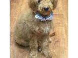 Goldendoodle Puppy for sale in Barrington, RI, USA