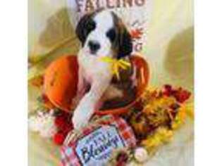 Saint Bernard Puppy for sale in Westfield, MA, USA