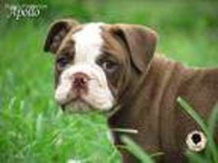 Bulldog Puppy for sale in Monticello, KY, USA