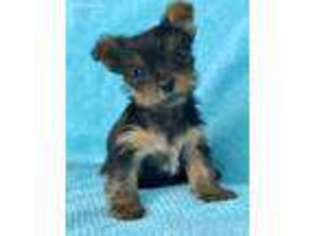 Yorkshire Terrier Puppy for sale in Saybrook, IL, USA