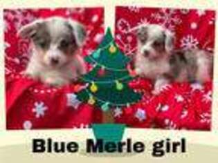 Pembroke Welsh Corgi Puppy for sale in Hico, TX, USA