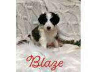 Saint Bernard Puppy for sale in Fort Wayne, IN, USA