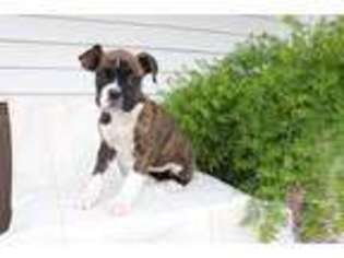 Boxer Puppy for sale in Fresno, OH, USA
