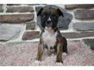 Boxer Puppy for sale in Mansfield, OH, USA