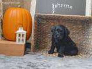 Labradoodle Puppy for sale in Goodyear, AZ, USA