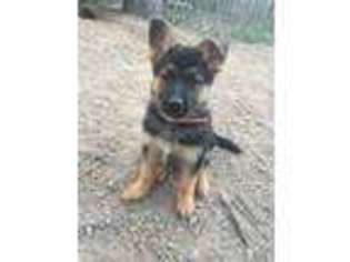 German Shepherd Dog Puppy for sale in Aztec, NM, USA