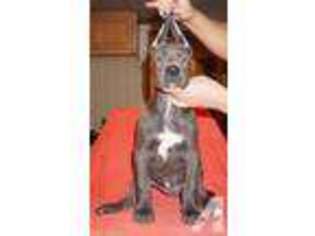 Great Dane Puppy for sale in NORTH WILKESBORO, NC, USA