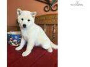 Shiba Inu Puppy for sale in Topeka, KS, USA