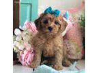 Cavapoo Puppy for sale in Pevely, MO, USA