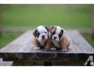 Bulldog Puppy for sale in PHILADELPHIA, PA, USA