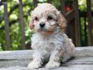 Cavapoo Puppy for sale in Crocker, MO, USA