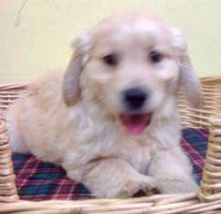 Golden Retriever Puppy for sale in Longmont, CO, USA
