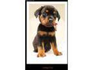 Rottweiler Puppy for sale in North Highlands, CA, USA
