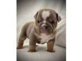 Bulldog Puppy for sale in Greenwood, SC, USA