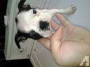 Boston Terrier Puppy for sale in COSTA MESA, CA, USA