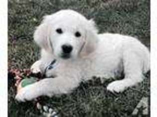 Golden Retriever Puppy for sale in DALLAS, OR, USA