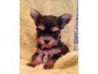 Yorkshire Terrier Puppy for sale in Webb City, MO, USA