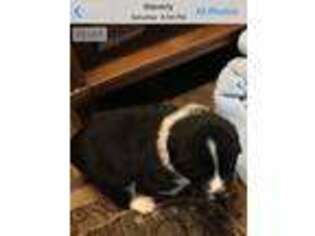Newfoundland Puppy for sale in Waverly, OH, USA