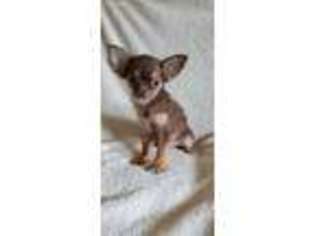 Chihuahua Puppy for sale in Claxton, GA, USA