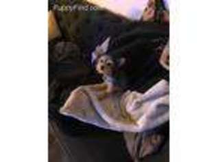 Yorkshire Terrier Puppy for sale in Glen Burnie, MD, USA